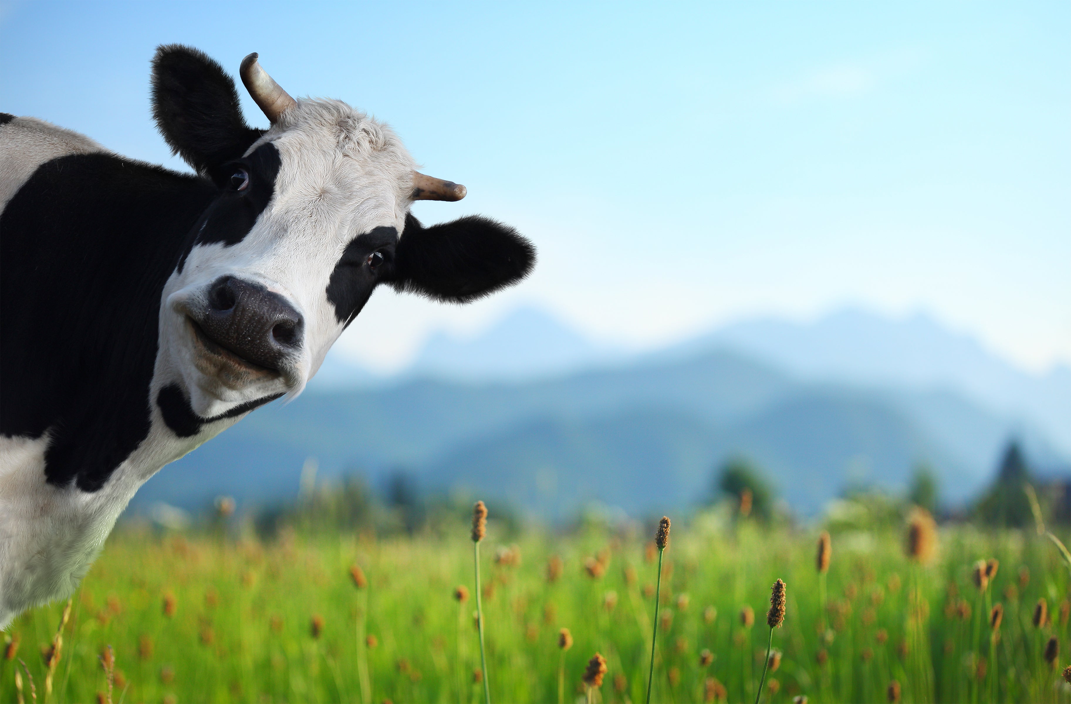 Cow pats to keep your feet warm