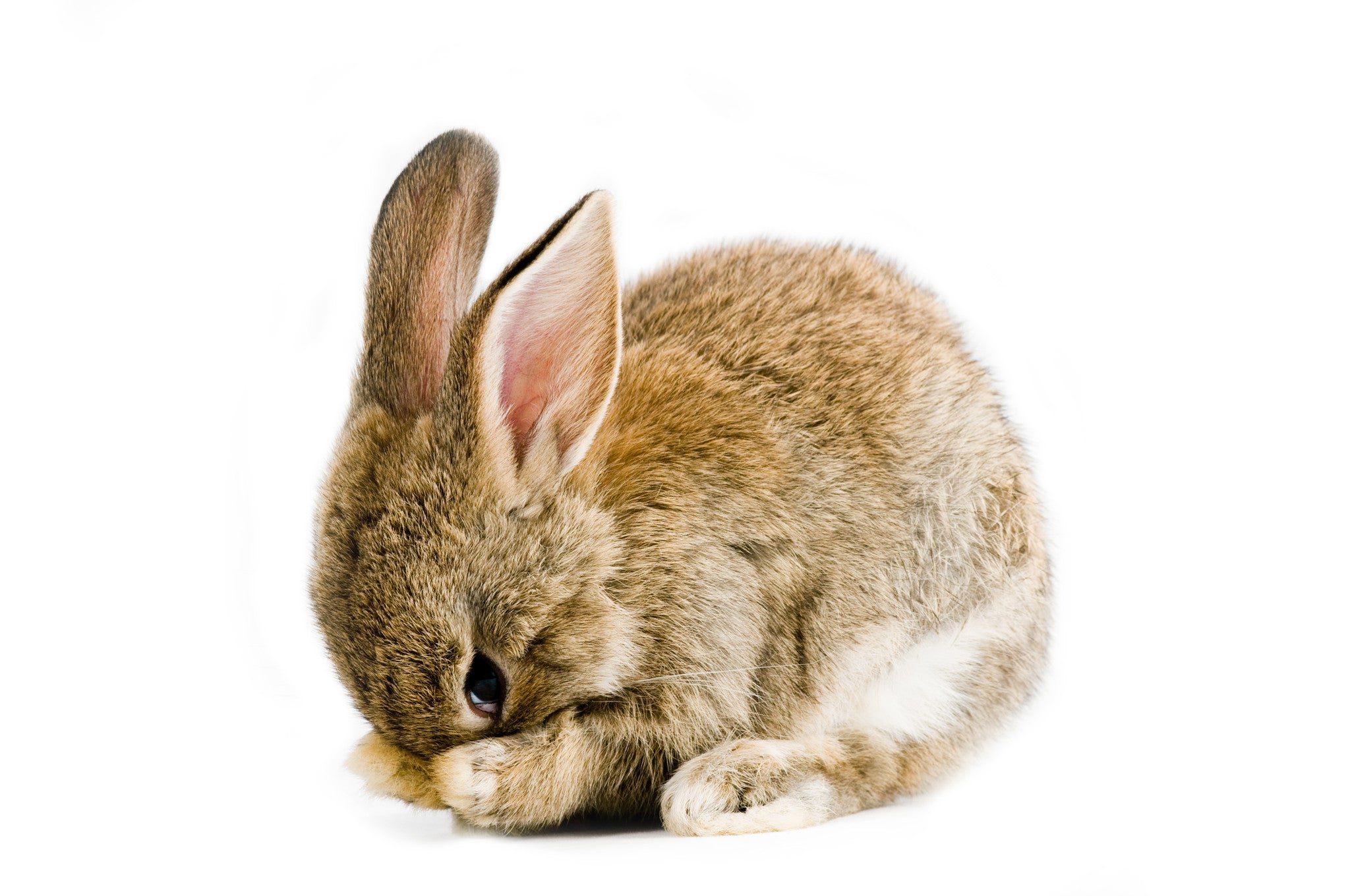 Don't be a bunny, prepare for new laser standards and guidelines now